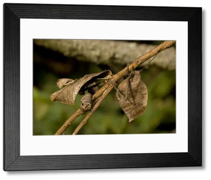 Framed Print : Picture No. 10946859 Framed Print : Picture No. 10946859