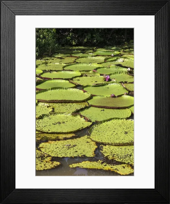 Framed Print : Picture No. 10922276 Framed Print : Picture No. 10922276