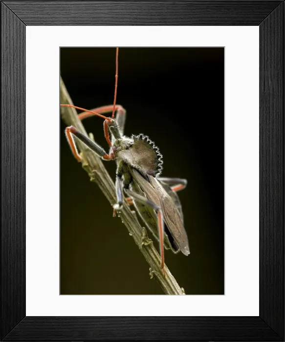 Framed Print : Picture No. 10946857