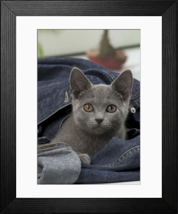 Framed Print : Picture No. 10922486 Framed Print : Picture No. 10922486