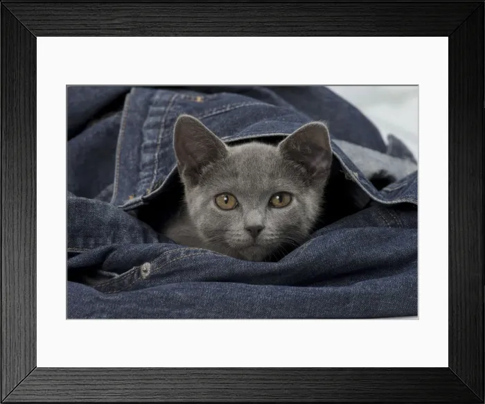 Framed Print : Picture No. 10922485 Framed Print : Picture No. 10922485