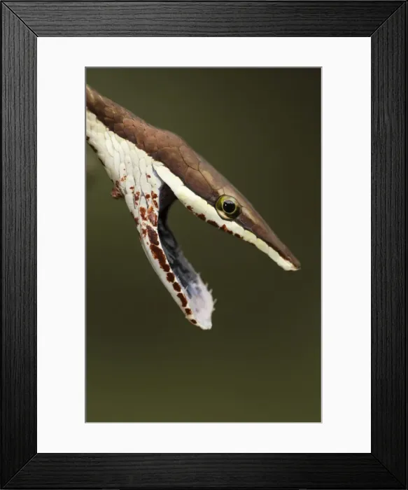 Framed Print : Picture No. 10946834 Framed Print : Picture No. 10946834