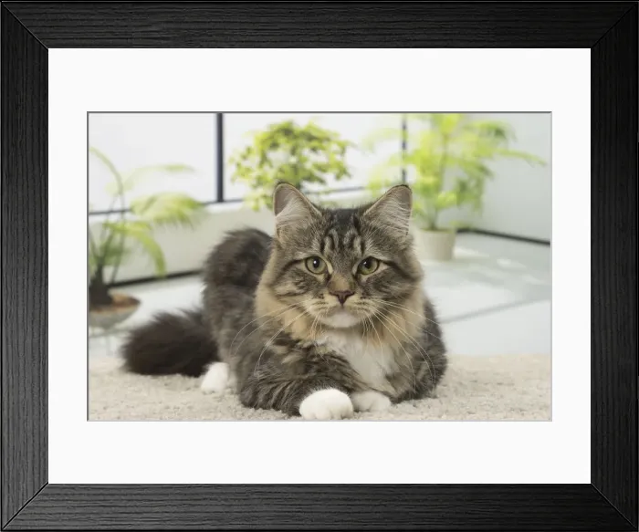 Framed Print : Picture No. 10922503