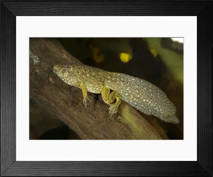 Framed Print : Picture No. 10946864 Framed Print : Picture No. 10946864