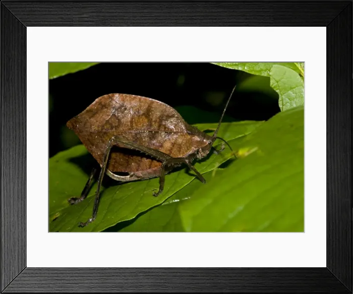 Framed Print : Picture No. 10946855 Framed Print : Picture No. 10946855