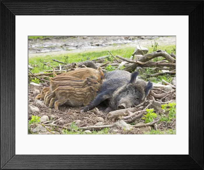 Framed Print : Picture No. 10922277 Framed Print : Picture No. 10922277