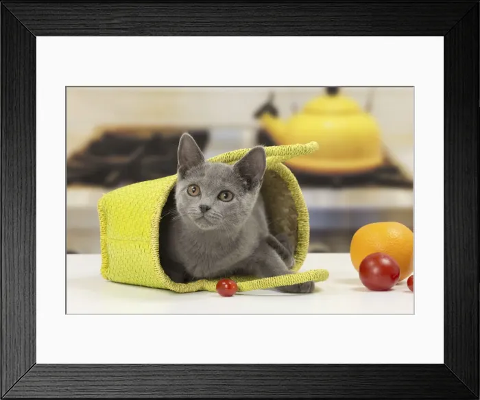 Framed Print : Picture No. 10922489 Framed Print : Picture No. 10922489