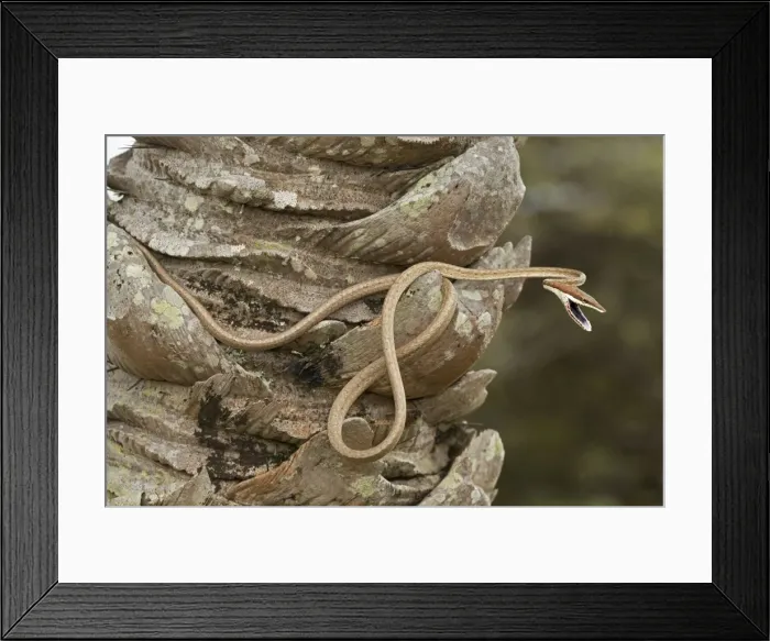 Framed Print : Picture No. 10946844 Framed Print : Picture No. 10946844