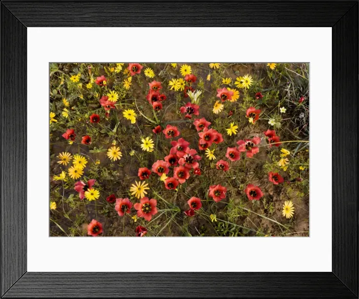 Framed Print : Picture No. 10922236