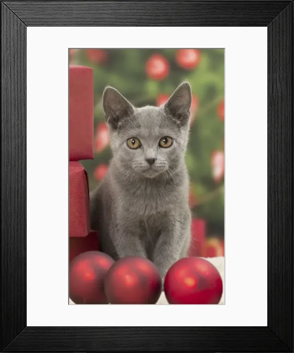 Framed Print : Picture No. 10922493 Framed Print : Picture No. 10922493