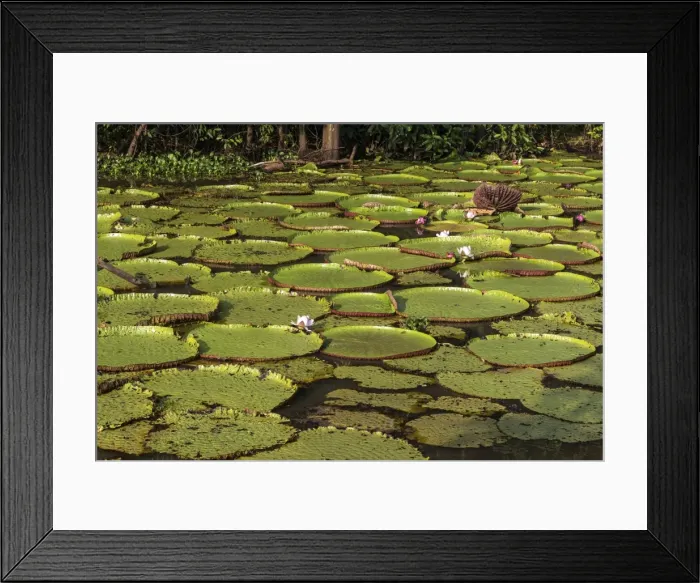Framed Print : Picture No. 10922275 Framed Print : Picture No. 10922275