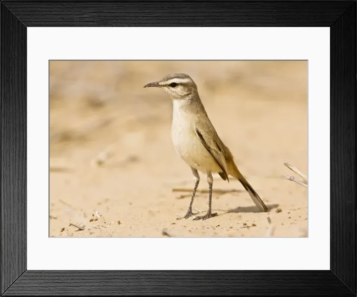 Framed Print : Picture No. 10922230 Framed Print : Picture No. 10922230