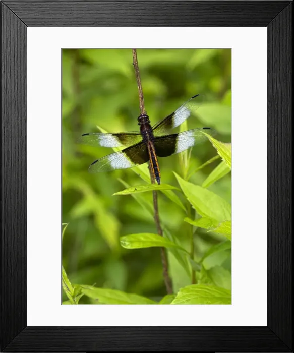 Framed Print : Picture No. 10946860 Framed Print : Picture No. 10946860