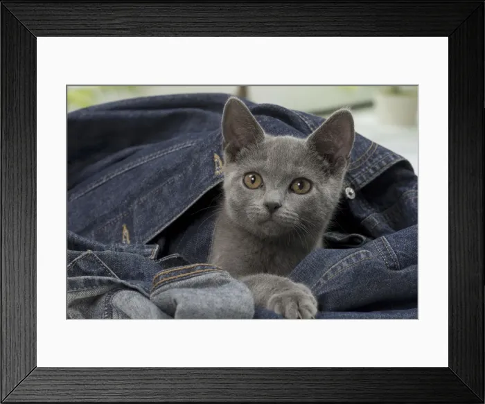 Framed Print : Picture No. 10922487 Framed Print : Picture No. 10922487