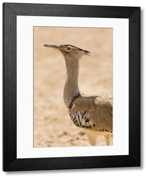 Framed Print : Picture No. 10922231