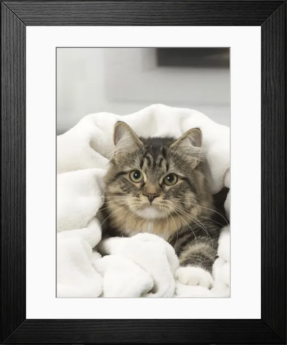 Framed Print : Picture No. 10922506 Framed Print : Picture No. 10922506