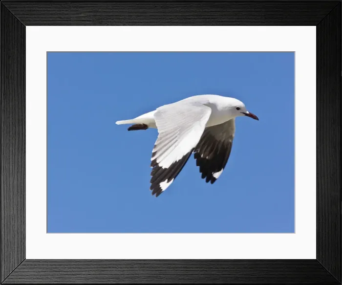 Framed Print : Picture No. 10922241 Framed Print : Picture No. 10922241