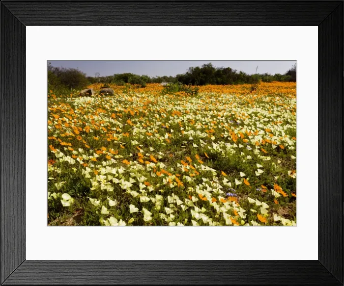 Framed Print : Picture No. 10922233 Framed Print : Picture No. 10922233