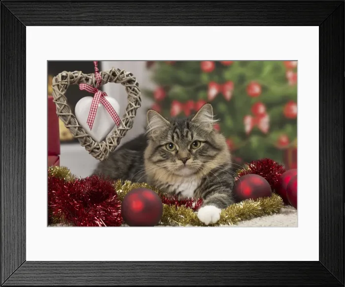 Framed Print : Picture No. 10922496