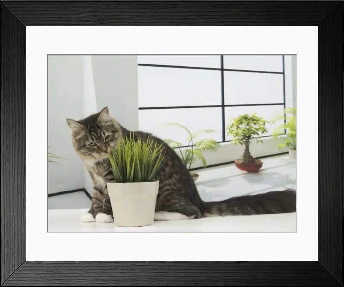 Framed Print : Picture No. 10922502 Framed Print : Picture No. 10922502