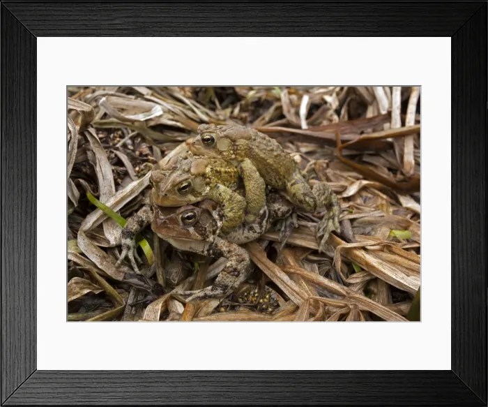 Framed Print : Picture No. 10946849 Framed Print : Picture No. 10946849