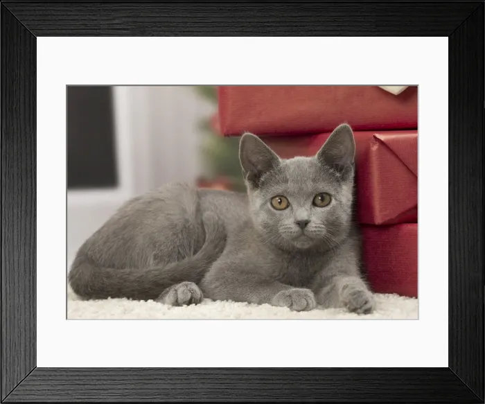 Framed Print : Picture No. 10922492 Framed Print : Picture No. 10922492