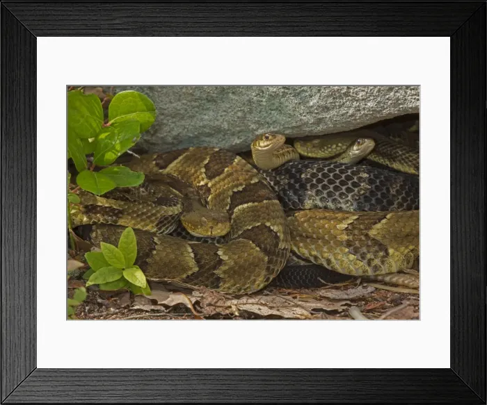Framed Print : Picture No. 10946840 Framed Print : Picture No. 10946840