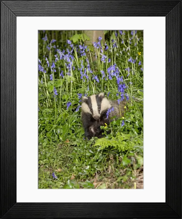 Framed Print : Picture No. 10946872 Framed Print : Picture No. 10946872