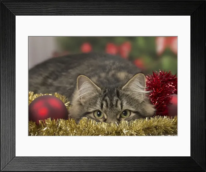 Framed Print : Picture No. 10922494 Framed Print : Picture No. 10922494