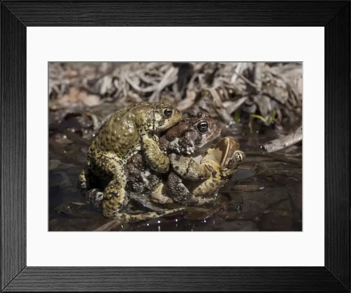 Framed Print : Picture No. 10946851 Framed Print : Picture No. 10946851