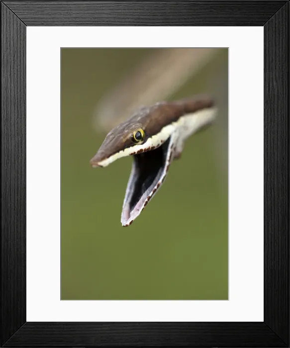 Framed Print : Picture No. 10946842 Framed Print : Picture No. 10946842