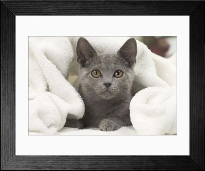 Framed Print : Picture No. 10922484 Framed Print : Picture No. 10922484