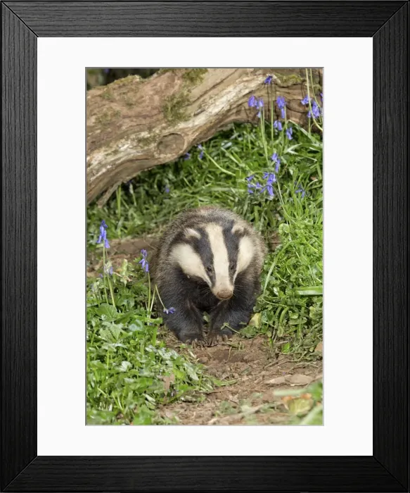 Framed Print : Picture No. 10946871 Framed Print : Picture No. 10946871