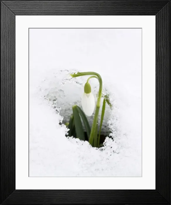 Framed Print : Picture No. 10922252 Framed Print : Picture No. 10922252