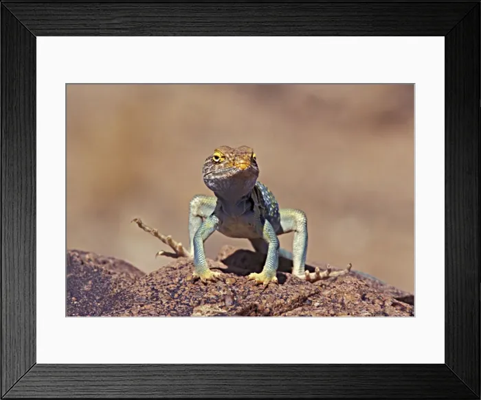 Framed Print : Picture No. 10946850