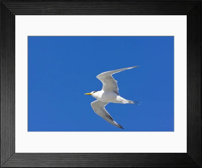 Framed Print : Picture No. 10922242 Framed Print : Picture No. 10922242