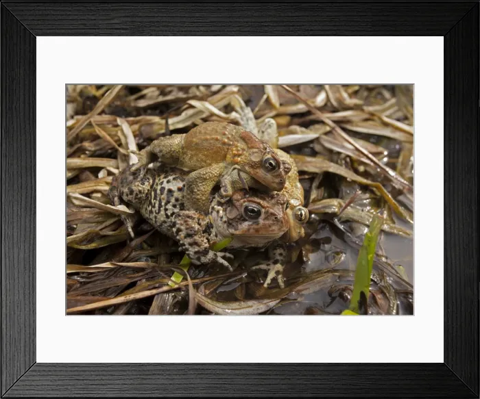 Framed Print : Picture No. 10946847 Framed Print : Picture No. 10946847