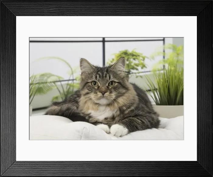 Framed Print : Picture No. 10922500 Framed Print : Picture No. 10922500