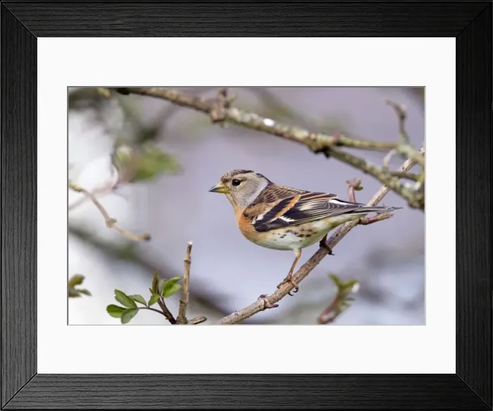 Framed Print : Picture No. 10946884 Framed Print : Picture No. 10946884