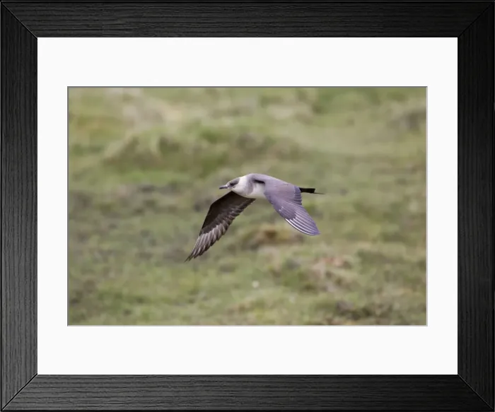 Framed Print : Picture No. 10946868 Framed Print : Picture No. 10946868