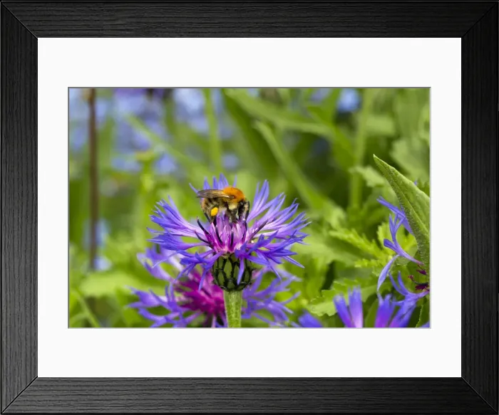 Framed Print : Picture No. 10946877 Framed Print : Picture No. 10946877