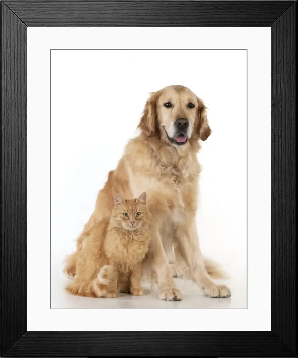 Framed Print : Picture No. 10922526 Framed Print : Picture No. 10922526