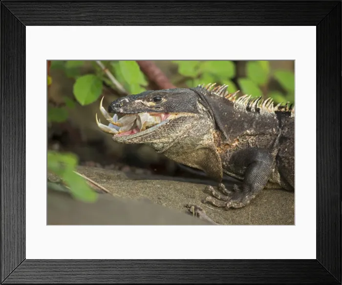 Framed Print : Picture No. 10946845 Framed Print : Picture No. 10946845