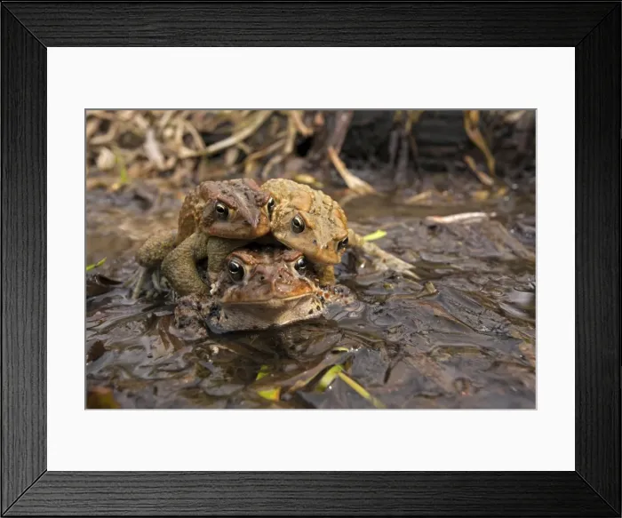 Framed Print : Picture No. 10946838 Framed Print : Picture No. 10946838