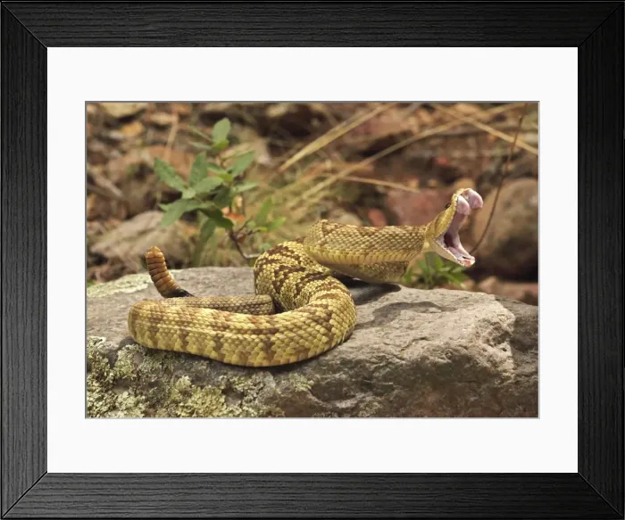 Framed Print : Picture No. 10946833