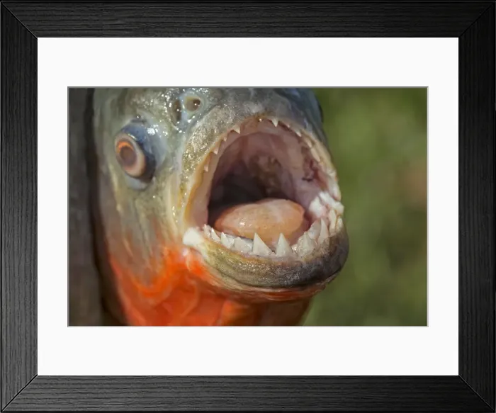 Framed Print : Picture No. 10922265 Framed Print : Picture No. 10922265