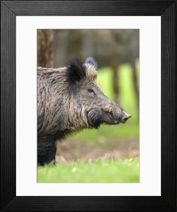 Framed Print : Picture No. 10922279 Framed Print : Picture No. 10922279