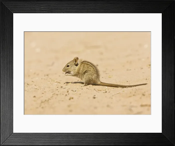 Framed Print : Picture No. 10922229 Framed Print : Picture No. 10922229