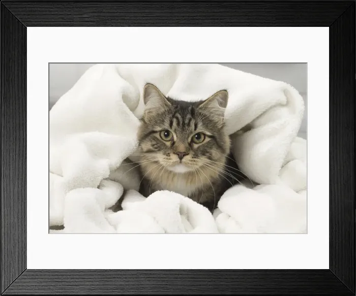 Framed Print : Picture No. 10922507 Framed Print : Picture No. 10922507