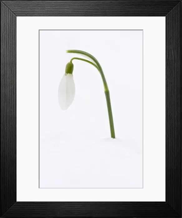 Framed Print : Picture No. 10922253 Framed Print : Picture No. 10922253